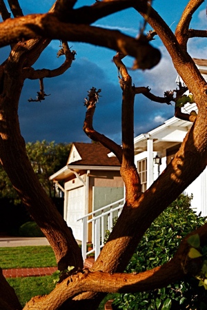 Tree with dark Clouds | Pacific Palisades CA | 2009