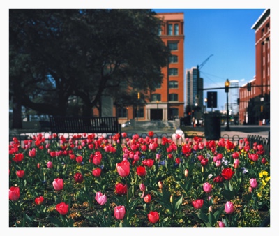 Tulips - Dealey Plaza | Dallas TX | 2013